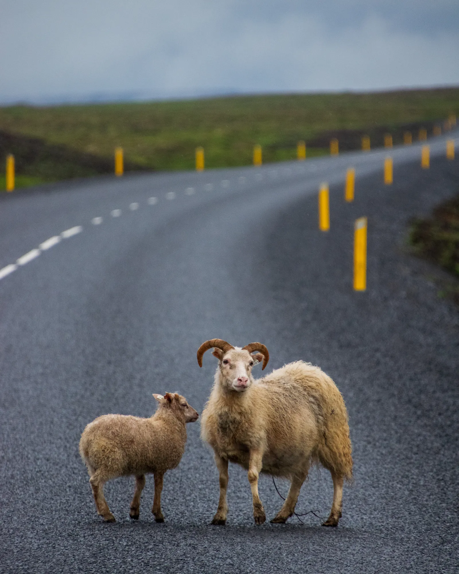 Hitchhikers, Iceland. 2018.